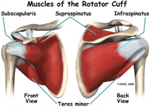 Rotator cuff